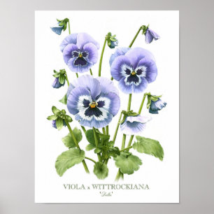 Lila Stiefmütterchen Original-Kunstprint Poster