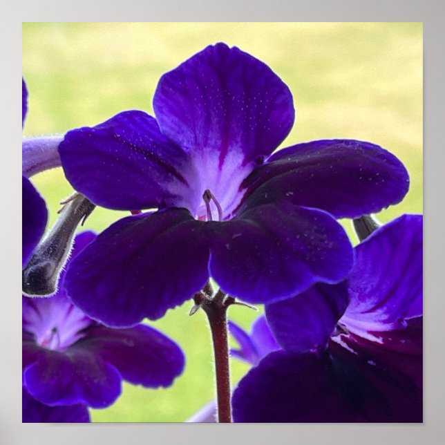 Lila Streptocarpus-Blume-Poster Poster (Vorne)
