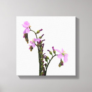 Lila Sundew-Blume Leinwanddruck