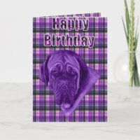 Lila Tartan Dogue de Bordeaux Dog,