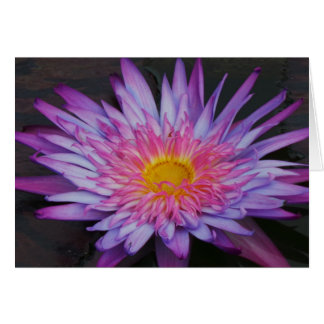 Lila Teich-Lilie Frameable Anlass-Karte 7x5