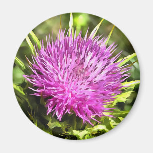 Lila Thistle Wildblume Blumenmuseum Magnet