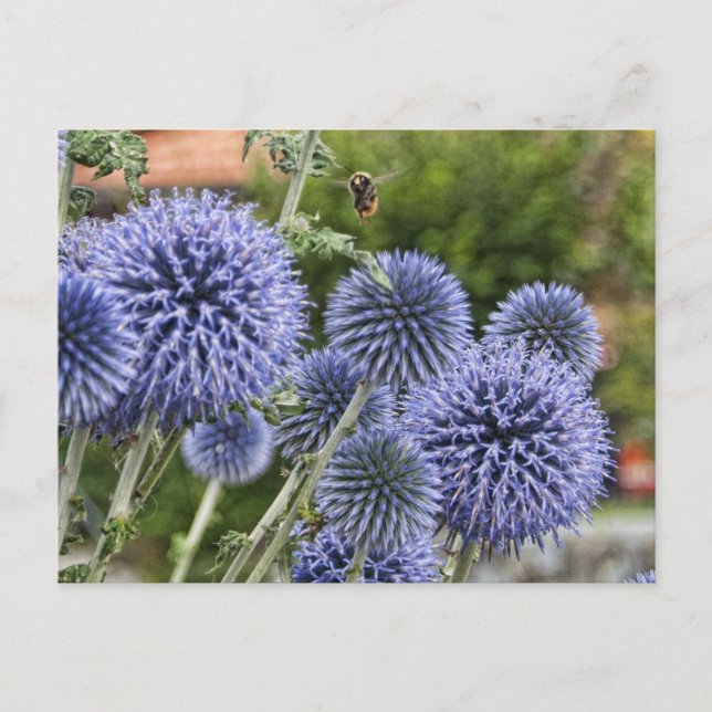 Lila Thistles and Bee in Brienz, Schweiz Postkarte (Vorderseite)