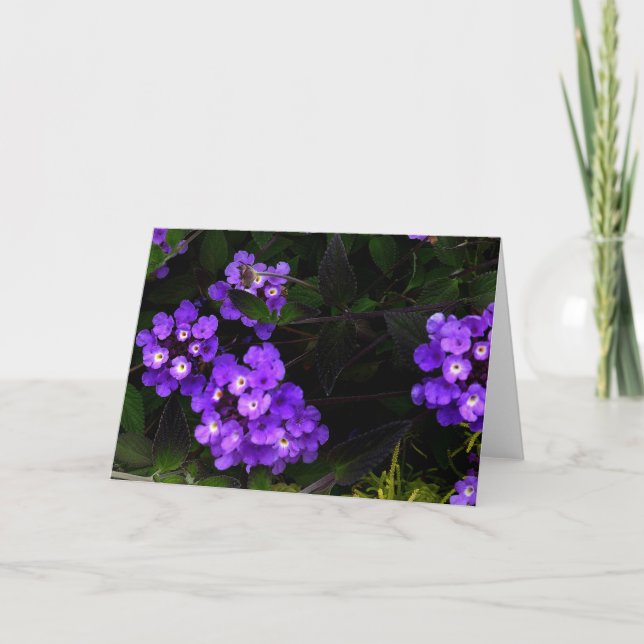 Lila Trailing Lantana #1 Karte (Vorderseite)