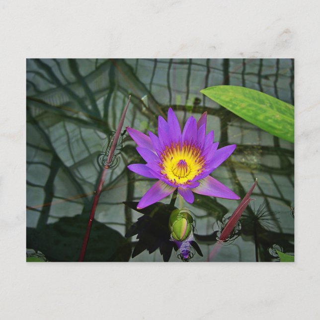Lila Tropische Wasserlilie Postkarte (Vorderseite)