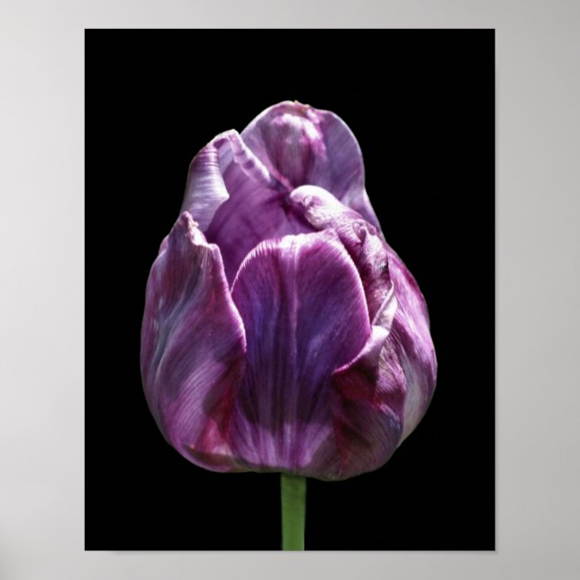 Lila Tulip-Blume Poster (Vorne)