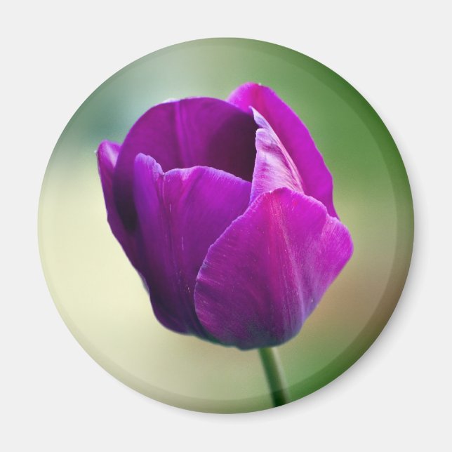 Lila Tulip Magnet (Vorne)