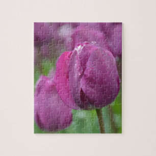 Lila Tulip mit Wassertropfen