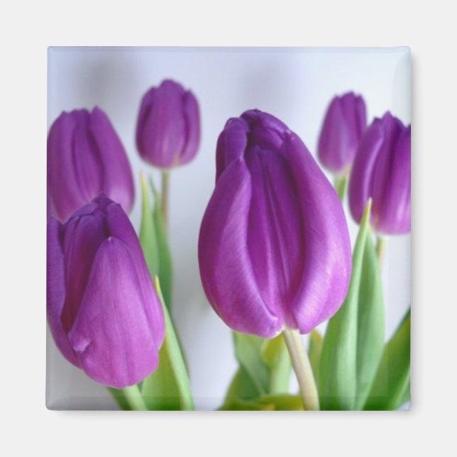 Lila Tulip Spring Magnet (Vorne)