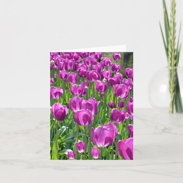 Lila Tulips (Vorderseite)