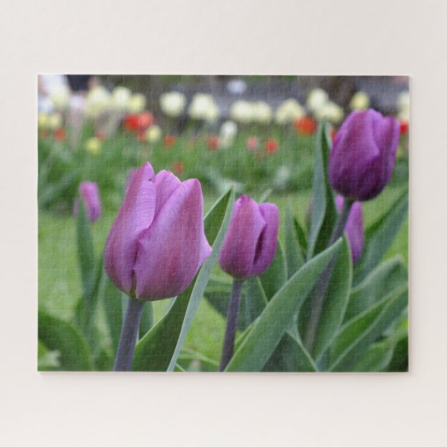 Lila Tulips (Horizontal)