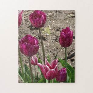 Lila Tulips