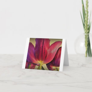 Lila Tulips