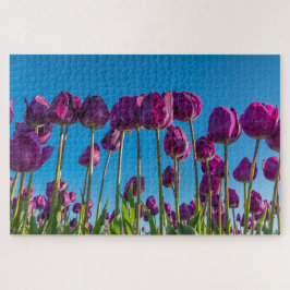 Lila Tulips