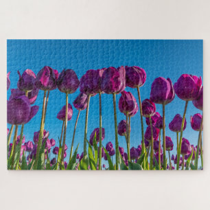 Lila Tulips