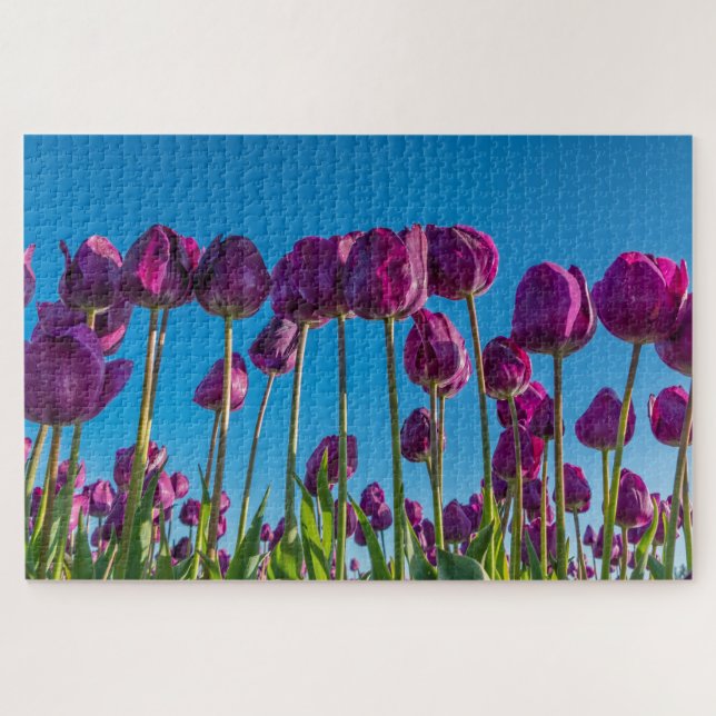 Lila Tulips (Horizontal)