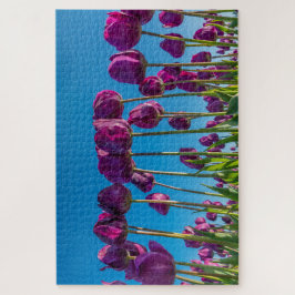 Lila Tulips