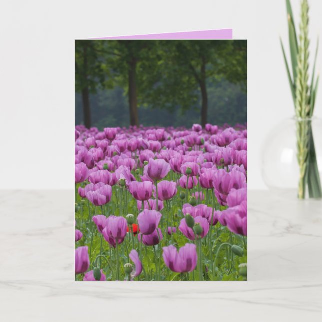 LILA TULIPS-BEILEID-KONDOLENZKARTEN KARTE (Vorderseite)