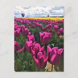 Lila Tulips in einem Feld mit Heißluftballon Postkarte