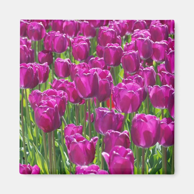Lila Tulips Magnet (Vorne)