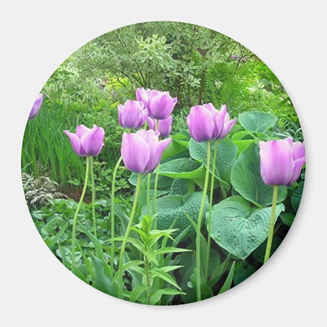 Lila Tulips Magnet (Vorne)