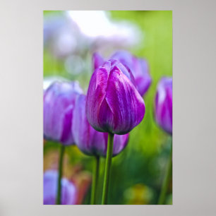 Lila Tulips Poster
