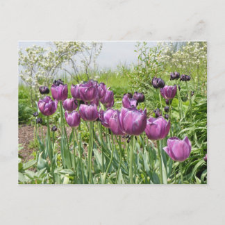 LILA TULIPS POSTKARTE