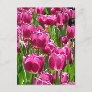 Lila Tulips Postkarte