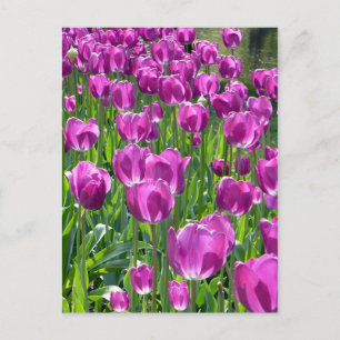 Lila Tulissen Postkarte