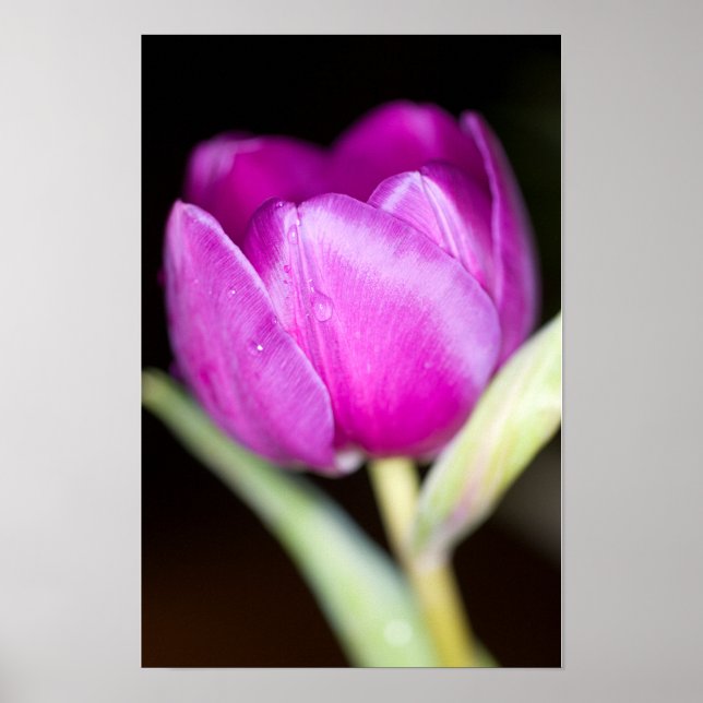 Lila Tulpe-Blume-Poster Poster (Vorne)