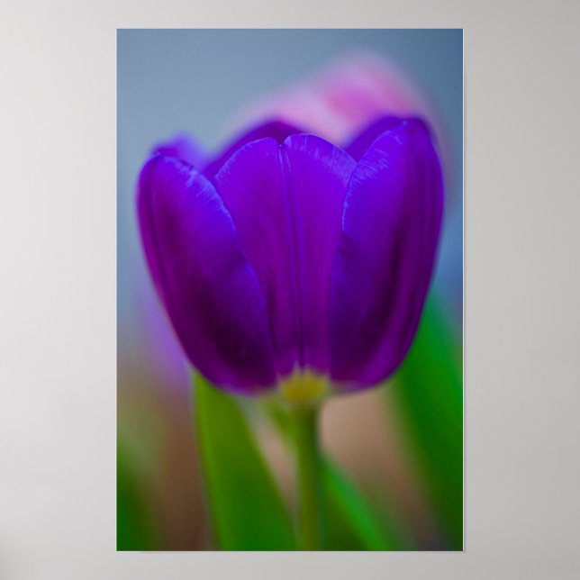 Lila Tulpe-Blume-Poster Poster (Vorne)
