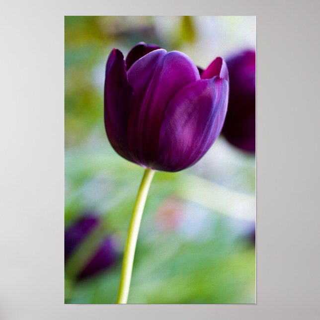 Lila Tulpe-Blume-Poster Poster (Vorne)
