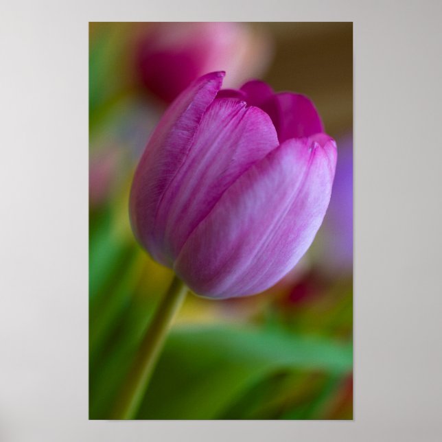 Lila Tulpe-Blume-Poster Poster (Vorne)