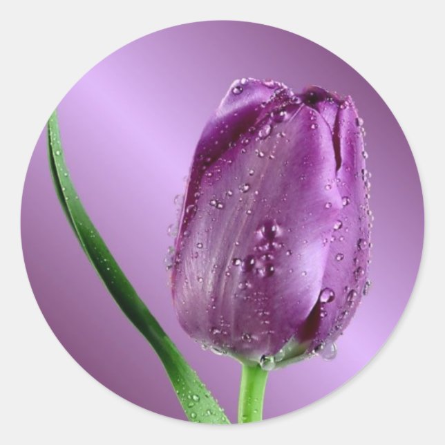 lila Tulpe mit Regentropfen Runder Aufkleber (Vorderseite)