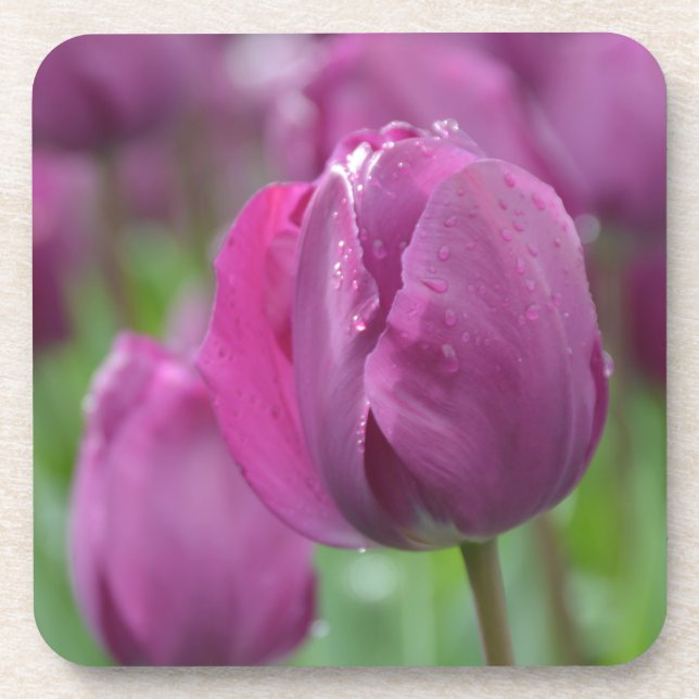 Lila Tulpe mit Wassertropfen Getränkeuntersetzer (Vorderseite)