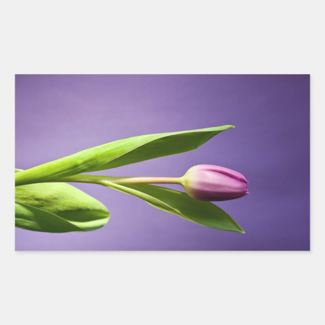 Lila Tulpe Rechteckiger Aufkleber (Vorderseite)