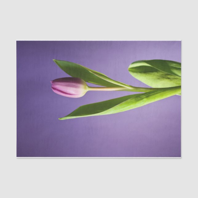 Lila Tulpe Seidenpapier (Vorderseite)