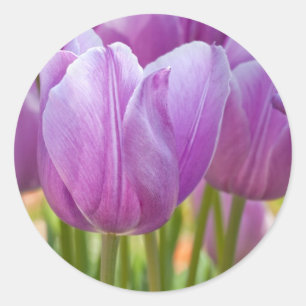 Lila Tulpen, die im Frühling blühen Runder Aufkleber