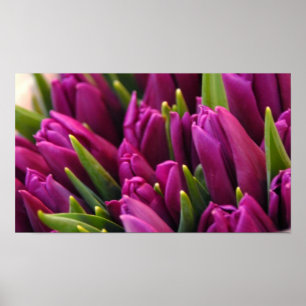 Lila Tulpen Poster