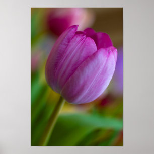 Lila Tulpenblumen Poster