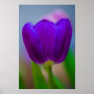 Lila Tulpenblüten Poster