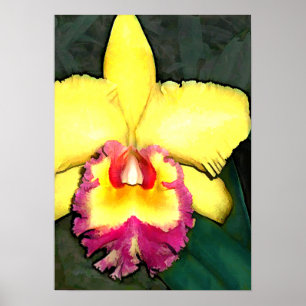 Lila u. gelbe Cattleya Orchidee Poster