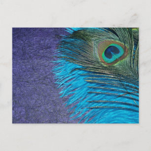 Lila und Aquamariner Pfau Postkarte