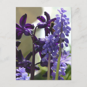 Lila und blaue Frühlingsblumen DIY Postkarte