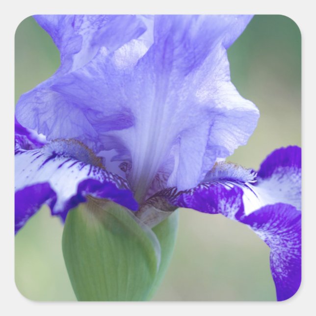 Lila und blaue Tallbär Iris Bloom Quadratischer Aufkleber (Vorderseite)