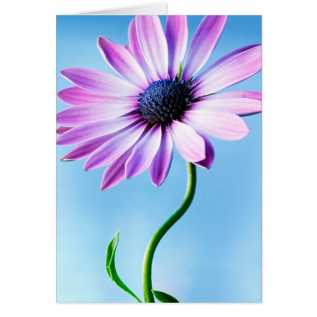 Lila und Blue Daisy Blume Floral Daisies Blume (Vorne)