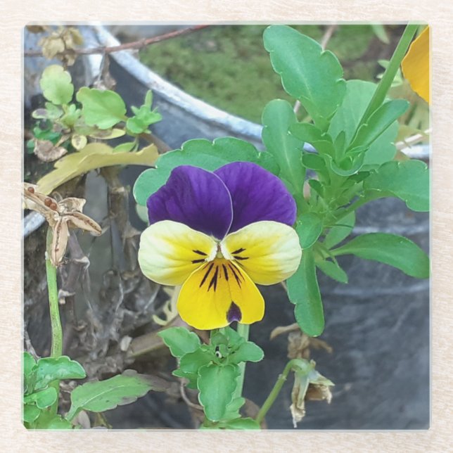 Lila- und Gelbblüte Glasuntersetzer (Vorderseite)