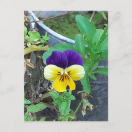 Lila- und Gelbblüte Postkarte