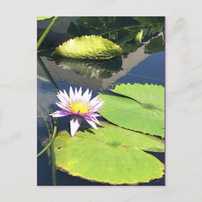 Lila und gelbe Blume Postkarte (Vorderseite)