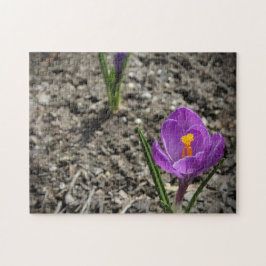 Lila und gelbe Crocus-Blume-Foto